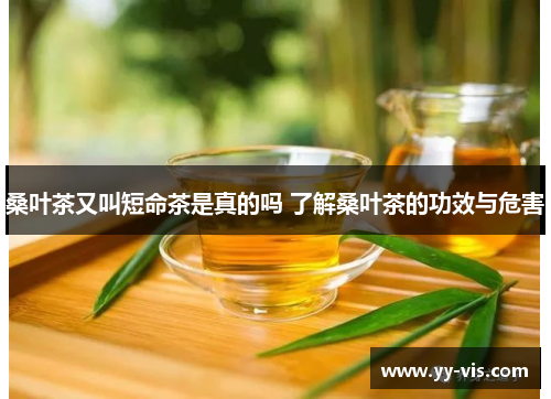桑叶茶又叫短命茶是真的吗 了解桑叶茶的功效与危害