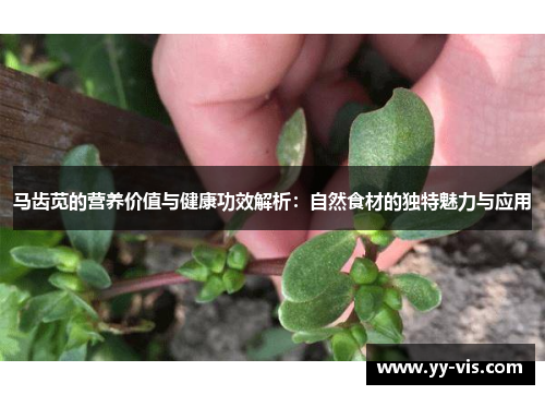 马齿苋的营养价值与健康功效解析：自然食材的独特魅力与应用