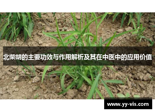 北柴胡的主要功效与作用解析及其在中医中的应用价值